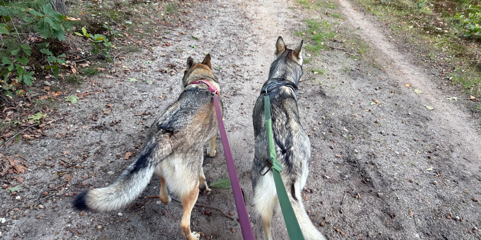 My two dogs on their leashes, walking ahead of me on a forest path